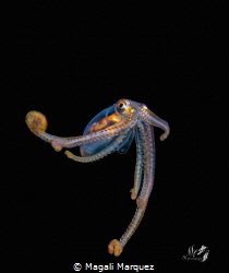 Long arm Octopus 
Bonfire diving Puerto Rico by Magali Marquez 